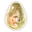 Dofus Ivoire
